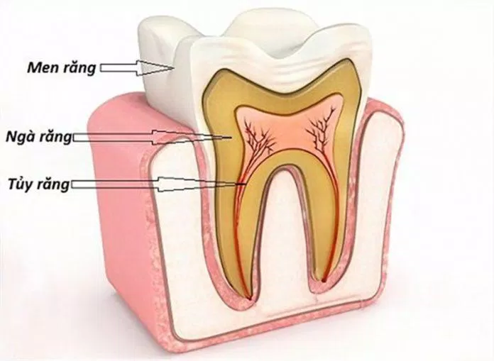 Ngà răng là lớp thứ hai của răng (Ảnh: Internet).