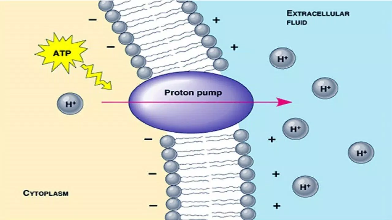 Cơ chế bơm proton giúp điều trị bệnh trào ngược dạ dày (Nguồn: Internet).