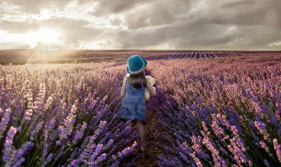 Cánh đồng hoa oải hương dưới góc nhìn của một nhiếp ảnh gia (Ảnh: Internet). Cánh đồng hoa oải hương dưới góc nhìn của một nhiếp ảnh gia (Ảnh: Internet).