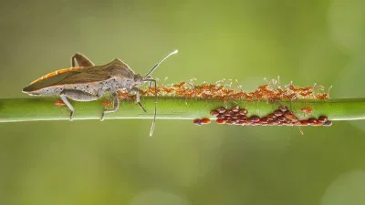 Ảnh chụp tại Kalimantan, Indonesia (Ảnh: Internet). Ảnh chụp tại Kalimantan, Indonesia (Ảnh: Internet).
