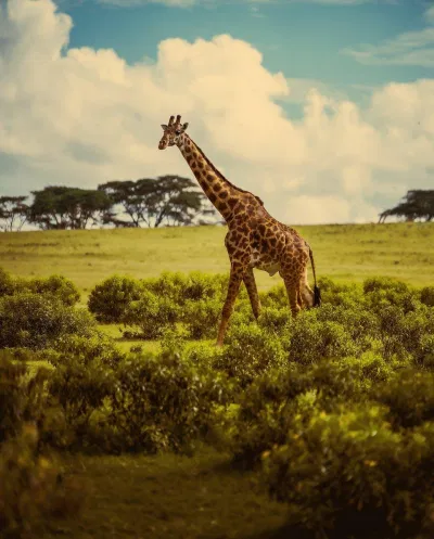 Ảnh chụp tại đảo Crescent, Kenya (Ảnh: Internet). Ảnh chụp tại đảo Crescent, Kenya (Ảnh: Internet).