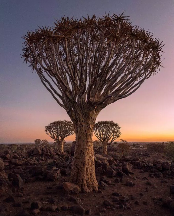 Ảnh chụp tại Windhoek Rural, Namibia (Ảnh: Internet).