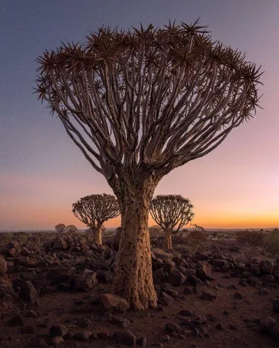 Ảnh chụp tại Windhoek Rural, Namibia (Ảnh: Internet). Ảnh chụp tại Windhoek Rural, Namibia (Ảnh: Internet).