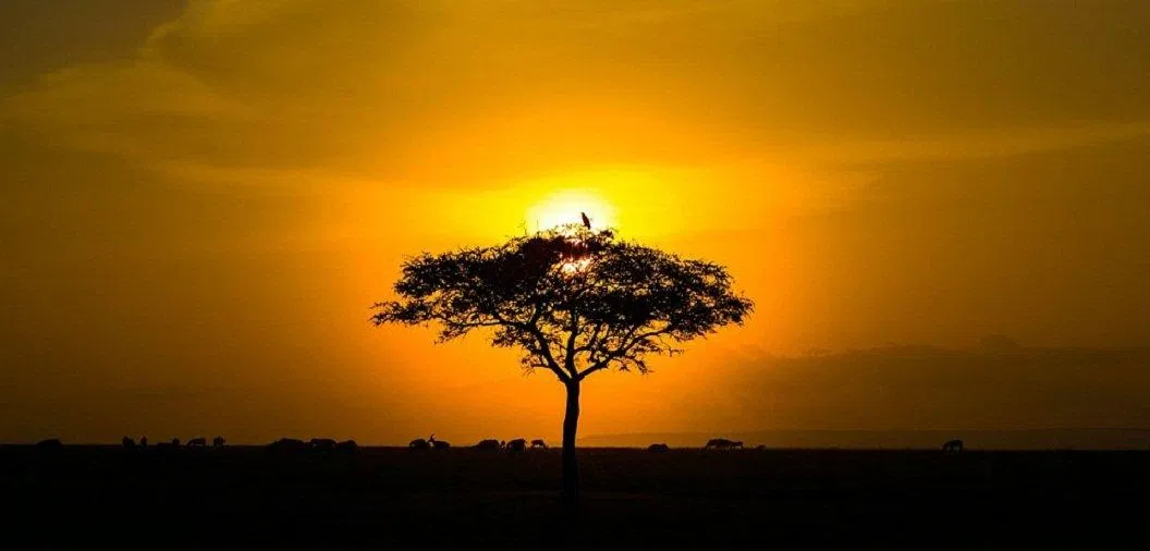 Ảnh chụp tại Kenya (Ảnh: Internet). Ảnh chụp tại Kenya (Ảnh: Internet).