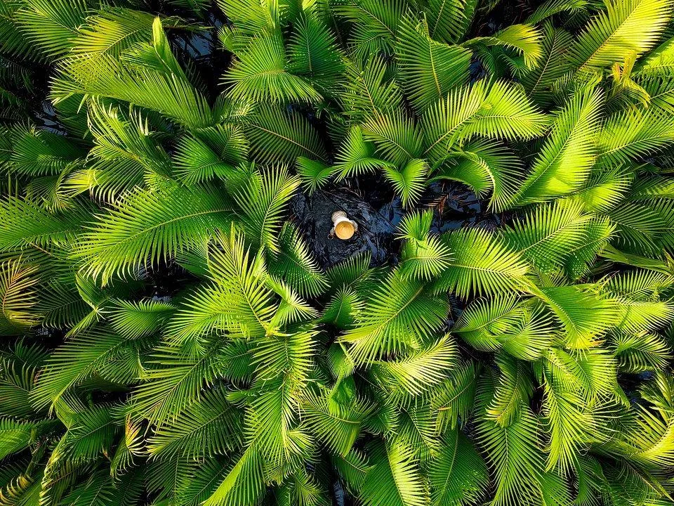 Ảnh chụp tại Tịnh Khê, Sơn Tịnh, Quảng Ngãi, Việt Nam (Ảnh: Internet). Ảnh chụp tại Tịnh Khê, Sơn Tịnh, Quảng Ngãi, Việt Nam (Ảnh: Internet).