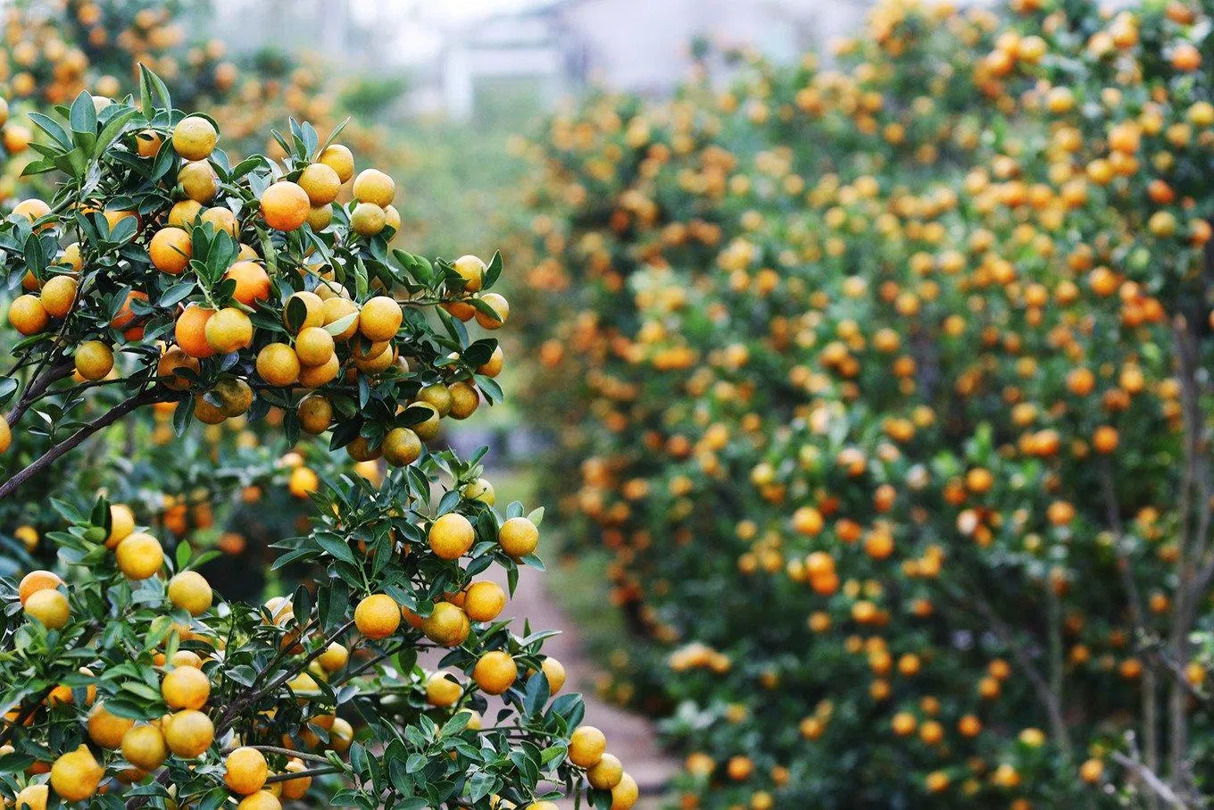 Tết là phải có quất , có đào ( ảnh Internet) Tết là phải có quất , có đào ( ảnh Internet)