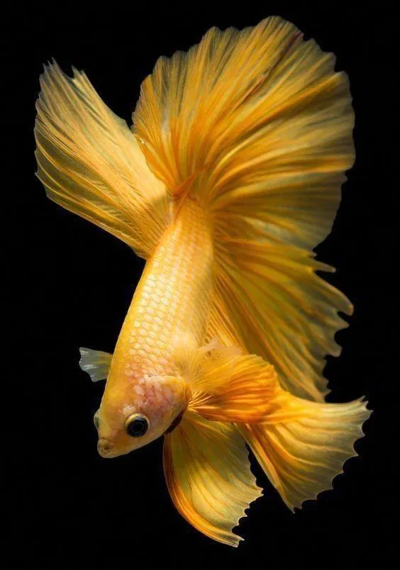 Cá lia thia mà có thể đẹp đến thế này sao? (Ảnh: Internet). Cá lia thia mà có thể đẹp đến thế này sao? (Ảnh: Internet).