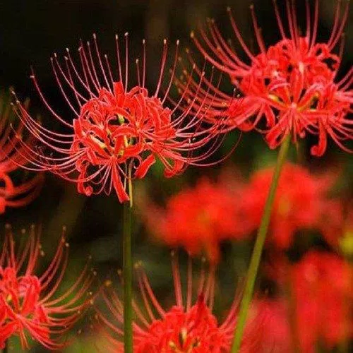 Bỉ ngạn hoa, một nghìn năm hoa nở, một nghìn năm hoa tàn, hoa diệp vĩnh bất tương kiến. Tình bất vi nhân quả, duyên chú định sinh tử.(Nguồn: Internet) Bỉ ngạn hoa, một nghìn năm hoa nở, một nghìn năm hoa tàn, hoa diệp vĩnh bất tương kiến. Tình bất vi nhân quả, duyên chú định sinh tử.(Nguồn: Internet)