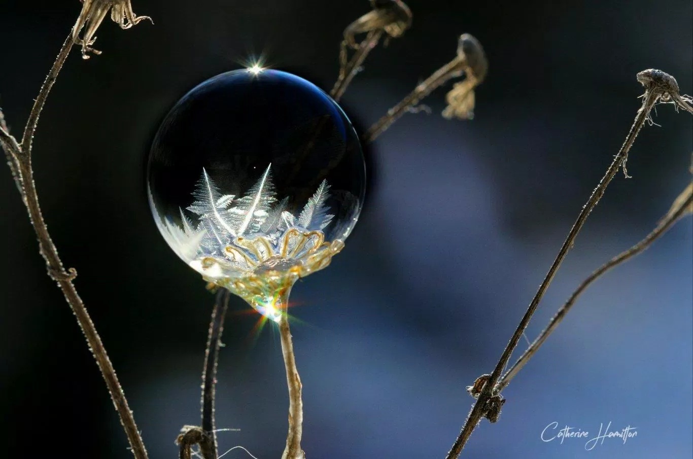 Bong bóng tuyết đẹp như hạt ngọc. (Ảnh: Internet) Bong bóng tuyết đẹp như hạt ngọc. (Ảnh: Internet)