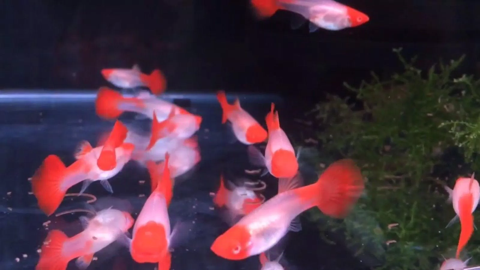 Màu đỏ xen trắng nhìn rất nổi bật và tươi sáng (Ảnh: Internet). Màu đỏ xen trắng nhìn rất nổi bật và tươi sáng (Ảnh: Internet).