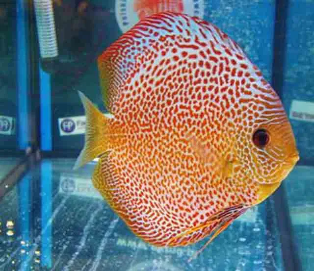 Hãy tích lũy kinh nghiệm kha khá rồi mới nuôi cá dĩa bạn nhé (Ảnh: Internet). Hãy tích lũy kinh nghiệm kha khá rồi mới nuôi cá dĩa bạn nhé (Ảnh: Internet).