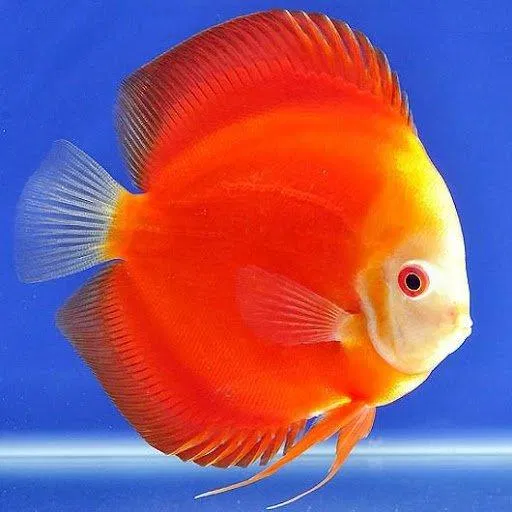 Một chú cá dĩa đỏ cho năm mới nhiều vận may nhé (Ảnh: Internet). Một chú cá dĩa đỏ cho năm mới nhiều vận may nhé (Ảnh: Internet).