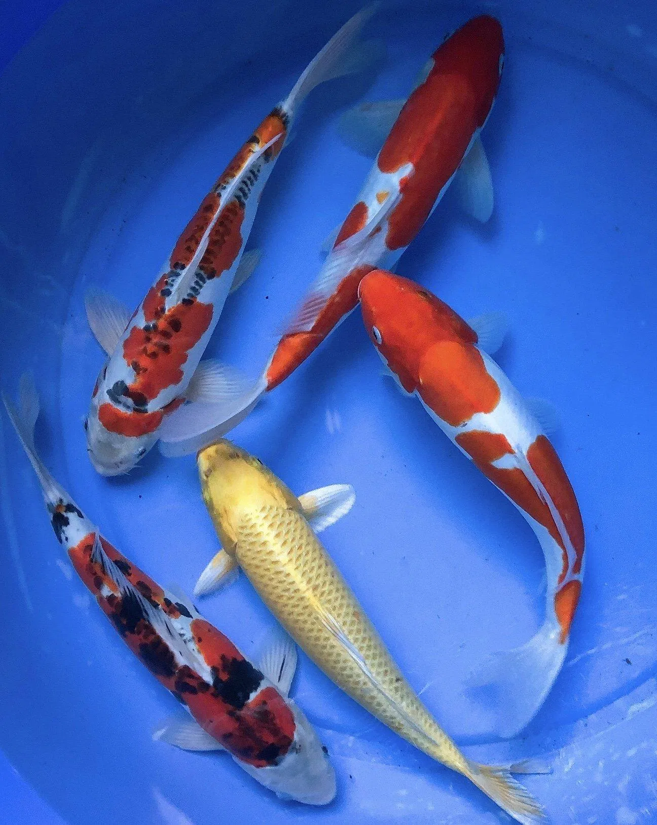 Đối với những người không rành thì Koi Nhật và Koi lai cũng chẳng khác nhau là mấy (Ảnh: Internet). Đối với những người không rành thì Koi Nhật và Koi lai cũng chẳng khác nhau là mấy (Ảnh: Internet).