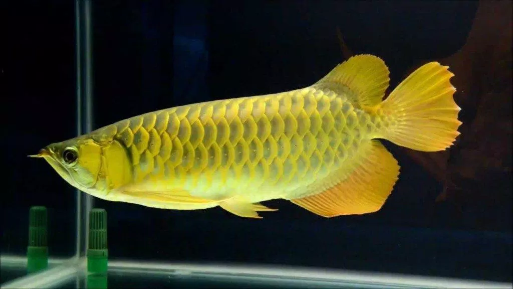 Cá rồng là một trong những loài cá cảnh có kích thước lớn nhất (Ảnh: Internet). Cá rồng là một trong những loài cá cảnh có kích thước lớn nhất (Ảnh: Internet).