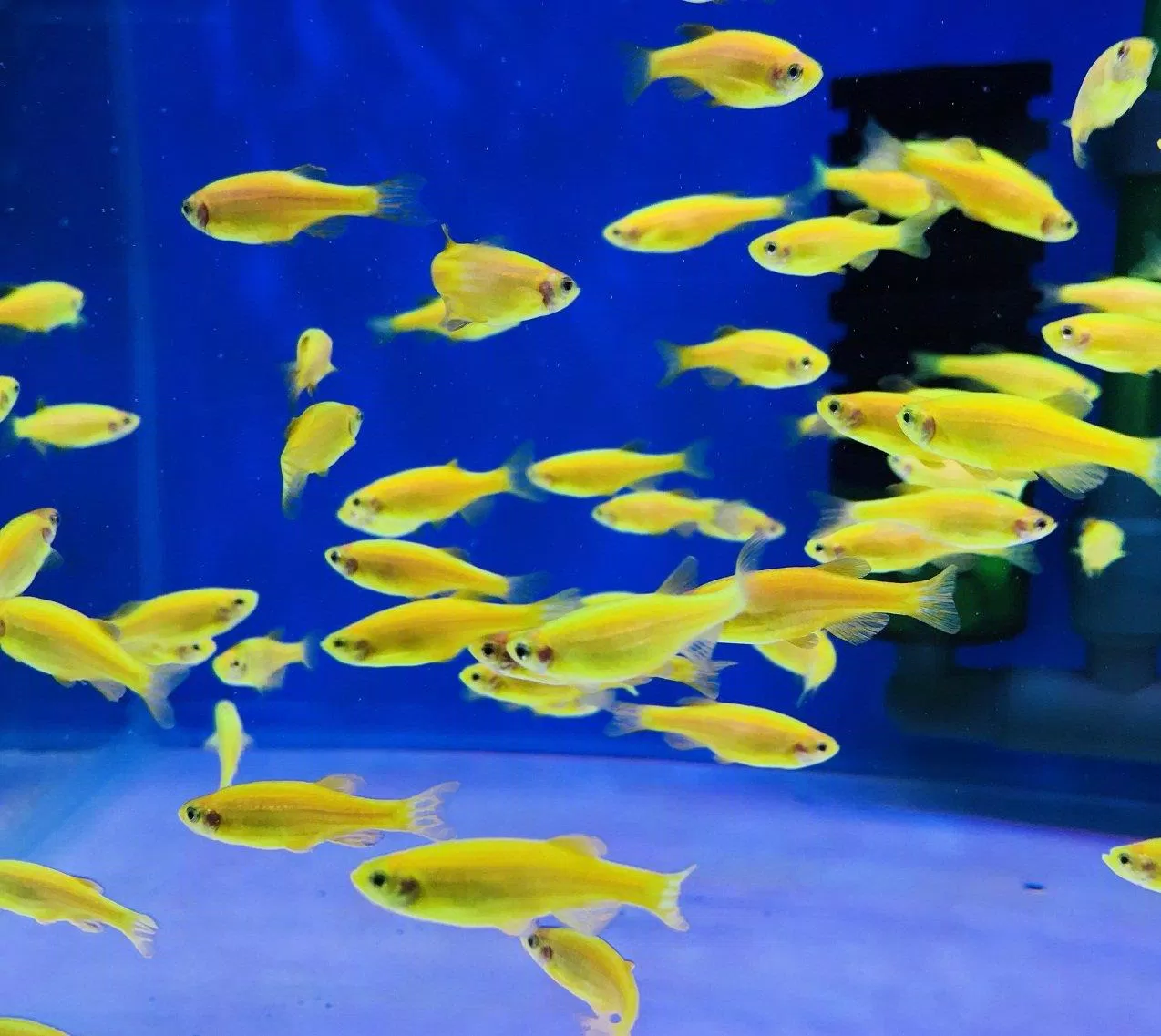 Sọc ngựa vàng đẹp hơn nên thường có giá cao hơn các màu khác (Ảnh: Internet). Sọc ngựa vàng đẹp hơn nên thường có giá cao hơn các màu khác (Ảnh: Internet).