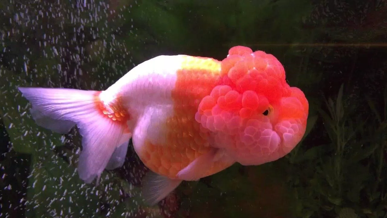 Đúng là trông giống bờm sư tử thật chứ (Ảnh: Internet). Đúng là trông giống bờm sư tử thật chứ (Ảnh: Internet).