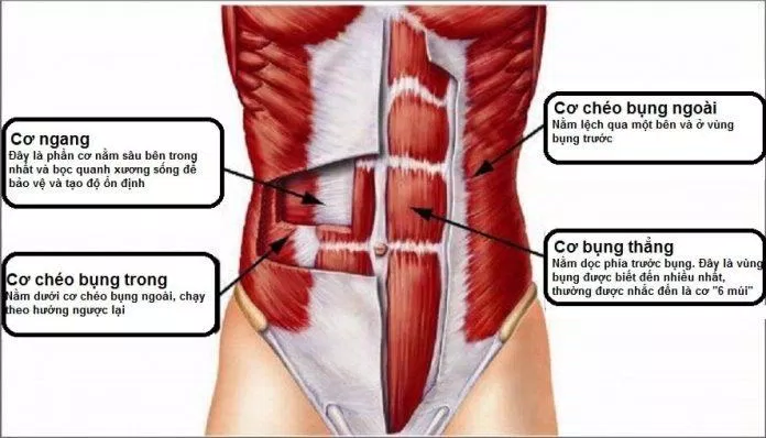 Tìm hiểu sơ qua về các cơ vùng bụng nhé (Ảnh: Internet).
