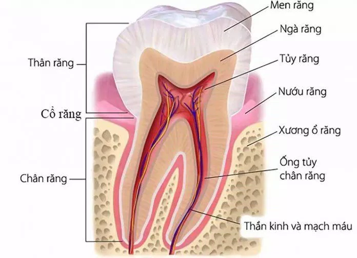 Răng được nâng đỡ bởi nhiều cấu trúc xung quanh (Nguồn: Internet).