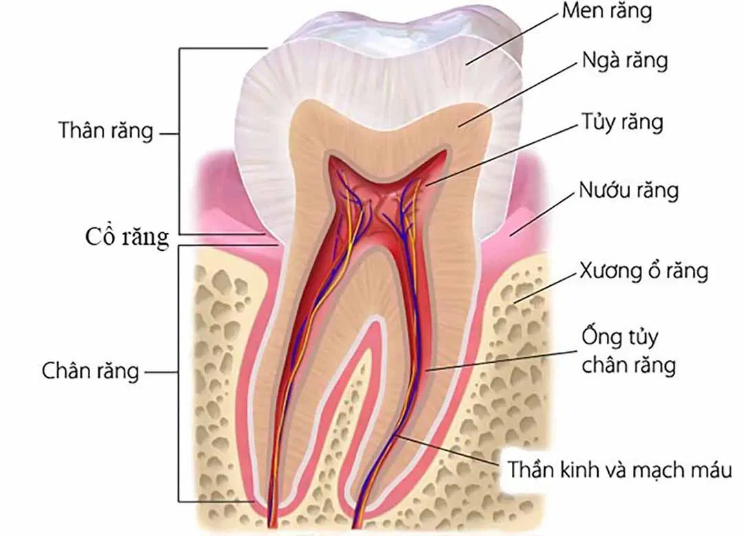 Răng được nâng đỡ bởi nhiều cấu trúc xung quanh (Nguồn: Internet). Răng được nâng đỡ bởi nhiều cấu trúc xung quanh (Nguồn: Internet).