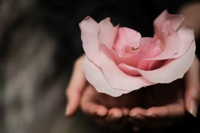 Hoa hồng luôn là biểu tượng gắn liền với người phụ nữ ( ảnh Internet)