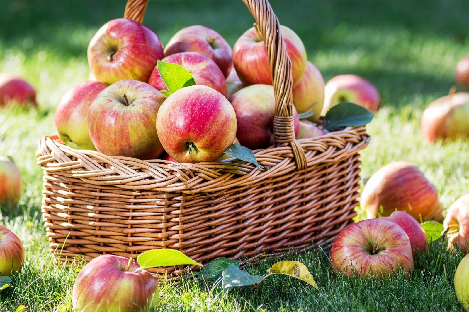 Ăn táo giúp bạn no lâu, do đó giảm ăn vặt gây thừa cân (Ảnh: Internet). Ăn táo giúp bạn no lâu, do đó giảm ăn vặt gây thừa cân (Ảnh: Internet).