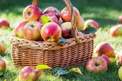 Ăn táo giúp bạn no lâu, do đó giảm ăn vặt gây thừa cân (Ảnh: Internet). Ăn táo giúp bạn no lâu, do đó giảm ăn vặt gây thừa cân (Ảnh: Internet).