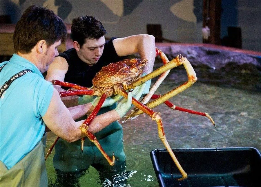 Cua nhện Nhật Bản có chân rất dài, là loài cua lớn nhất thế giới (Ảnh: Internet). Cua nhện Nhật Bản có chân rất dài, là loài cua lớn nhất thế giới (Ảnh: Internet).