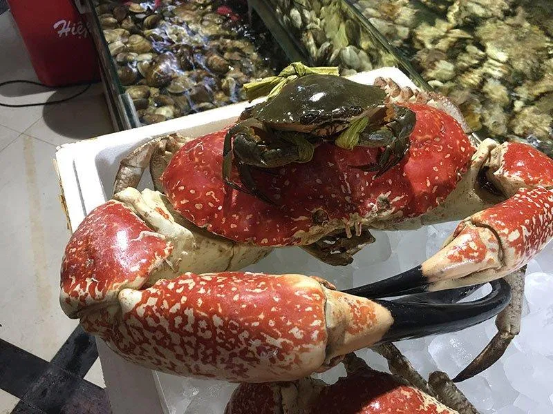 Một chú cua biển thông thường được đặt lên lưng cua Tasmania để so sánh kích thước (Ảnh: Internet). Một chú cua biển thông thường được đặt lên lưng cua Tasmania để so sánh kích thước (Ảnh: Internet).