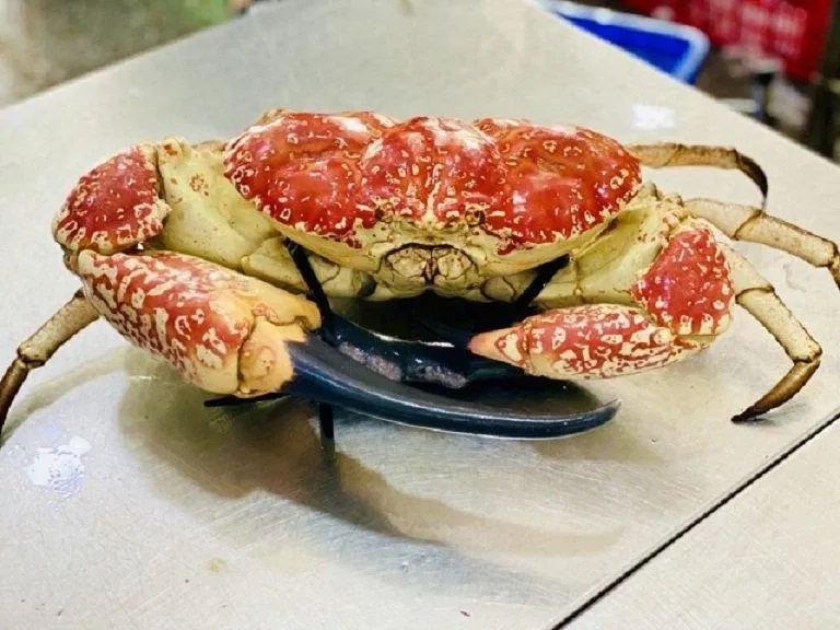 Khách hàng đặt mua cua Tasmania thường nhận được sau 1 ngày vận chuyển, đảm bảo cua vẫn tươi sống ngon lành! (Ảnh: Internet). Khách hàng đặt mua cua Tasmania thường nhận được sau 1 ngày vận chuyển, đảm bảo cua vẫn tươi sống ngon lành! (Ảnh: Internet).