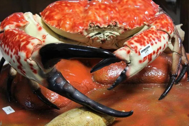 Cua Tasmania có màu đỏ rực đặc trưng kể cả khi chưa bị nấu chín (Ảnh: Internet). Cua Tasmania có màu đỏ rực đặc trưng kể cả khi chưa bị nấu chín (Ảnh: Internet).
