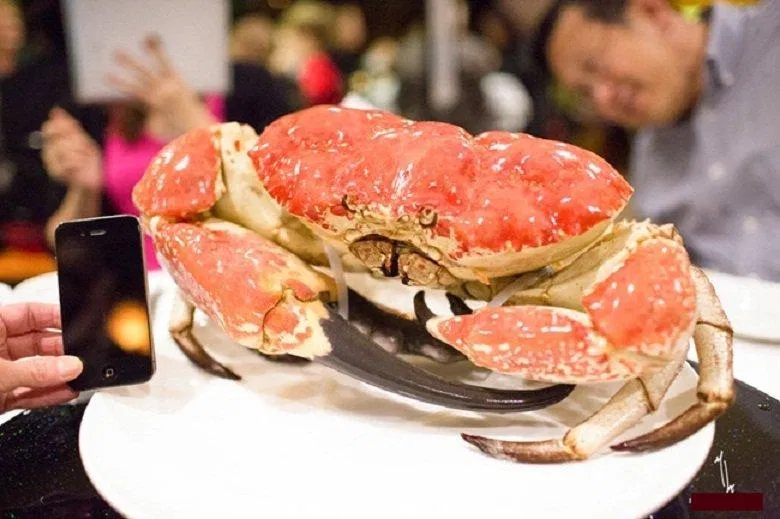 Chú cua như thế này vẫn là hơi nhỏ so với nhiều đồng loại của nó (Ảnh: Internet). Chú cua như thế này vẫn là hơi nhỏ so với nhiều đồng loại của nó (Ảnh: Internet).