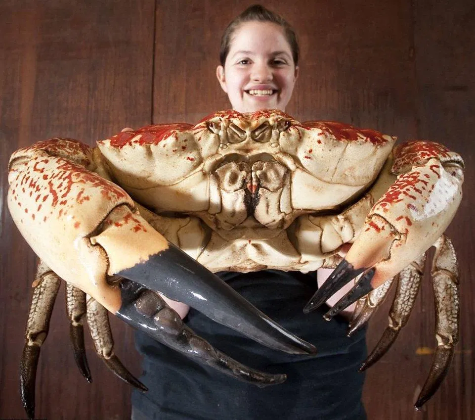 Cận cảnh chú cua may mắn được giải cứu vào năm 2012 (Ảnh: Internet). Cận cảnh chú cua may mắn được giải cứu vào năm 2012 (Ảnh: Internet).