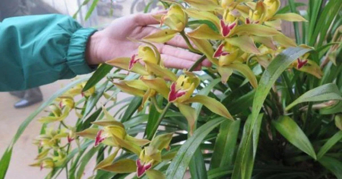 Cành hoa vươn dài và đơm nhiều bông tạo nên vẻ vương giả của giống lan này (Ảnh: Internet). Cành hoa vươn dài và đơm nhiều bông tạo nên vẻ vương giả của giống lan này (Ảnh: Internet).