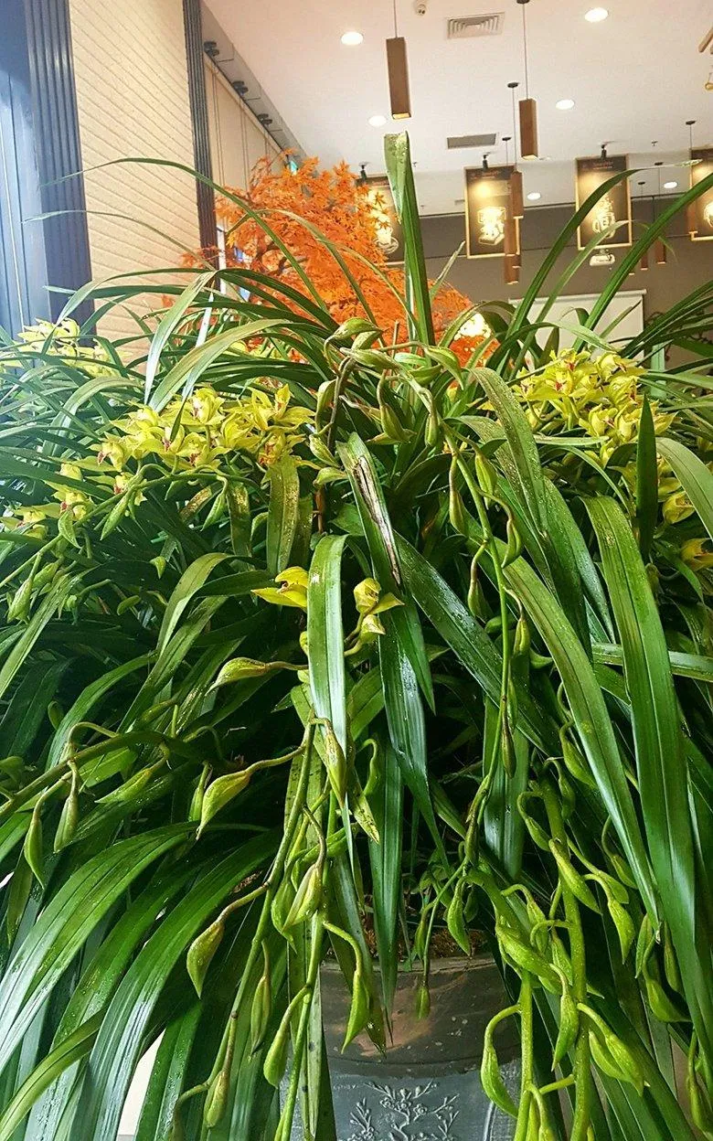 Lan Trần mộng rất hợp với những không gian lớn và hơi "sang chảnh" như thế này (Ảnh: Internet). Lan Trần mộng rất hợp với những không gian lớn và hơi "sang chảnh" như thế này (Ảnh: Internet).