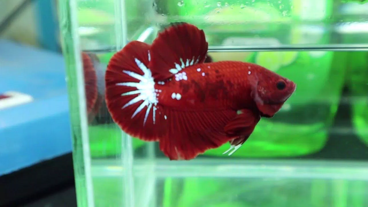 Một chú cá dòng fancy với vây và đuôi rất khủng (Ảnh: Internet). Một chú cá dòng fancy với vây và đuôi rất khủng (Ảnh: Internet).