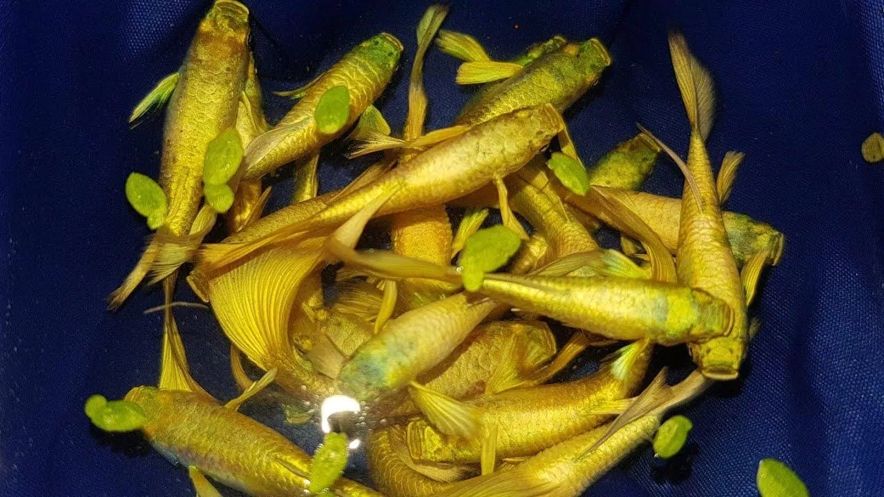 Giá của full gold hiện nay không còn quá đắt đỏ nữa (Ảnh: Internet). Giá của full gold hiện nay không còn quá đắt đỏ nữa (Ảnh: Internet).