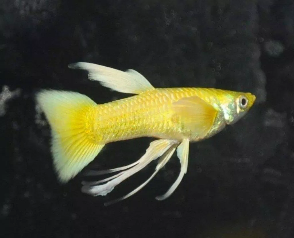 Khi nhìn ngang full gold cũng vàng không tì vết (Ảnh: Internet). Khi nhìn ngang full gold cũng vàng không tì vết (Ảnh: Internet).