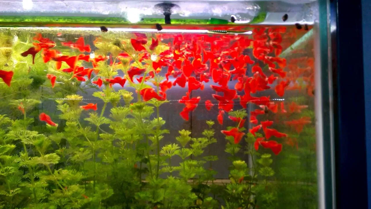 Nguyên một bầy full red đỏ tươi cho năm mới thật nhiều vận đỏ! (Ảnh: Internet). Nguyên một bầy full red đỏ tươi cho năm mới thật nhiều vận đỏ! (Ảnh: Internet).