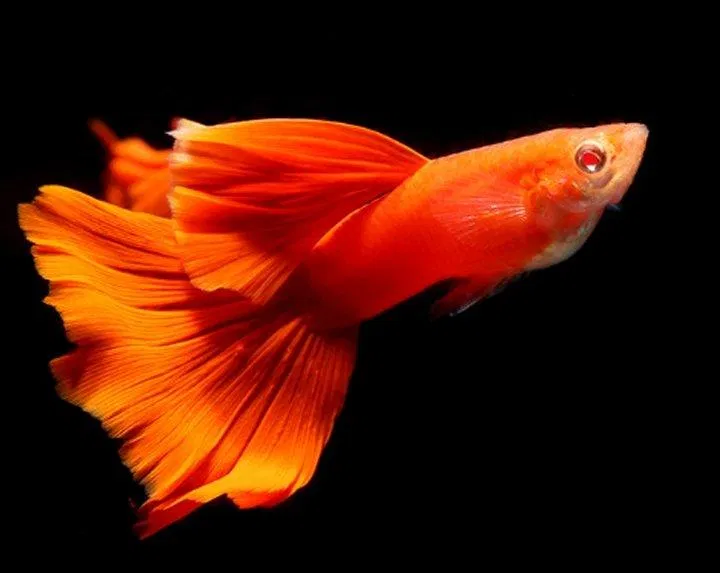 Chỉ là cá bảy màu thôi mà, có cần đẹp như vậy không? (Ảnh: Internet). Chỉ là cá bảy màu thôi mà, có cần đẹp như vậy không? (Ảnh: Internet).