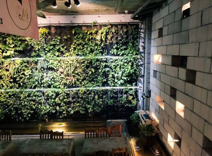 Bể cá Koi và mảng tường xanh tại 3H Coffee.  (Nguồn ảnh: Internet)