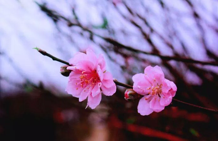 Ảnh hoa đào: Tận hưởng mùa xuân tươi đẹp với ảnh hoa đào nồng nàn và quyến rũ. Điều này đặc biệt đối với những ai yêu màu hồng ngọt ngào của hoa đào. Hãy chiêm ngưỡng những khung cảnh đẹp đến ngỡ ngàng trong bộ sưu tập ảnh hoa đào này.