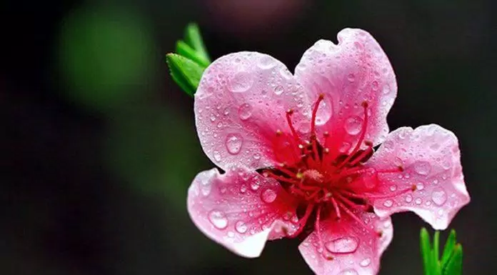 Hoa đào đại diện cho mùa xuân và ngày Tết của miền Bắc Việt Nam. (Ảnh: Internet)