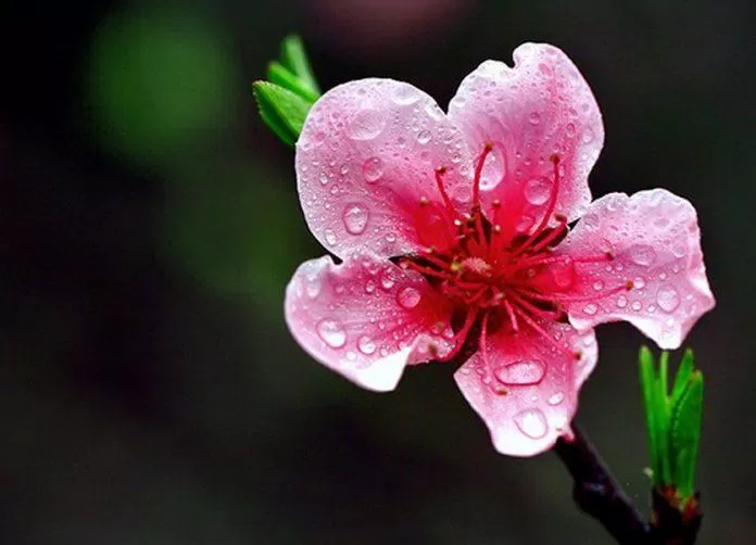 Hoa đào đại diện cho mùa xuân và ngày Tết của miền Bắc Việt Nam. (Ảnh: Internet)