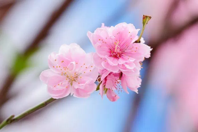 Bạn là tín đồ của hoa đào? Hãy thưởng thức một bức ảnh hoa đào đẹp để cảm nhận vẻ đẹp tuyệt vời của những cành hoa đầy sắc màu và hương thơm ngào ngạt. Đảm bảo rằng bức ảnh sẽ khiến bạn phải đắm chìm vào vẻ đẹp tràn đầy cảm hứng này!