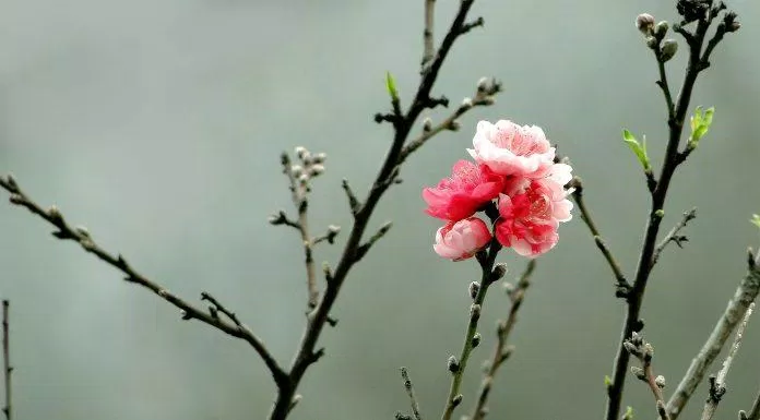 Hoa đào đẹp ngày Tết. (Ảnh: Internet)
