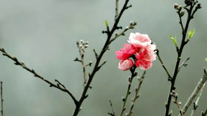 Hoa đào đẹp ngày Tết. (Ảnh: Internet)