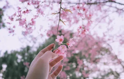 Các ý nghĩa của hoa anh đào