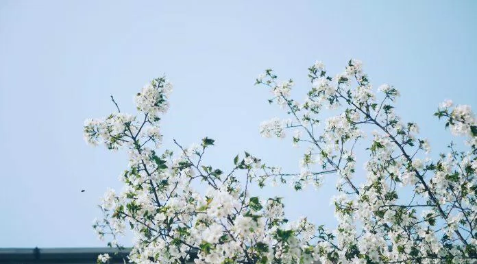 Hình nền hoa đào trắng đẹp. (Ảnh: Internet)