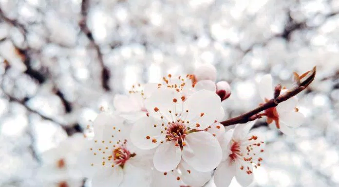 Hình nền hoa đào trắng đẹp thanh khiết. (Ảnh: Internet)