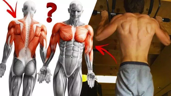 Rất nhiều cơ bắp cùng tham gia để thực hiện động tác lên xà (các cơ màu đỏ) (Ảnh: Internet). Rất nhiều cơ bắp cùng tham gia để thực hiện động tác lên xà (các cơ màu đỏ) (Ảnh: Internet).